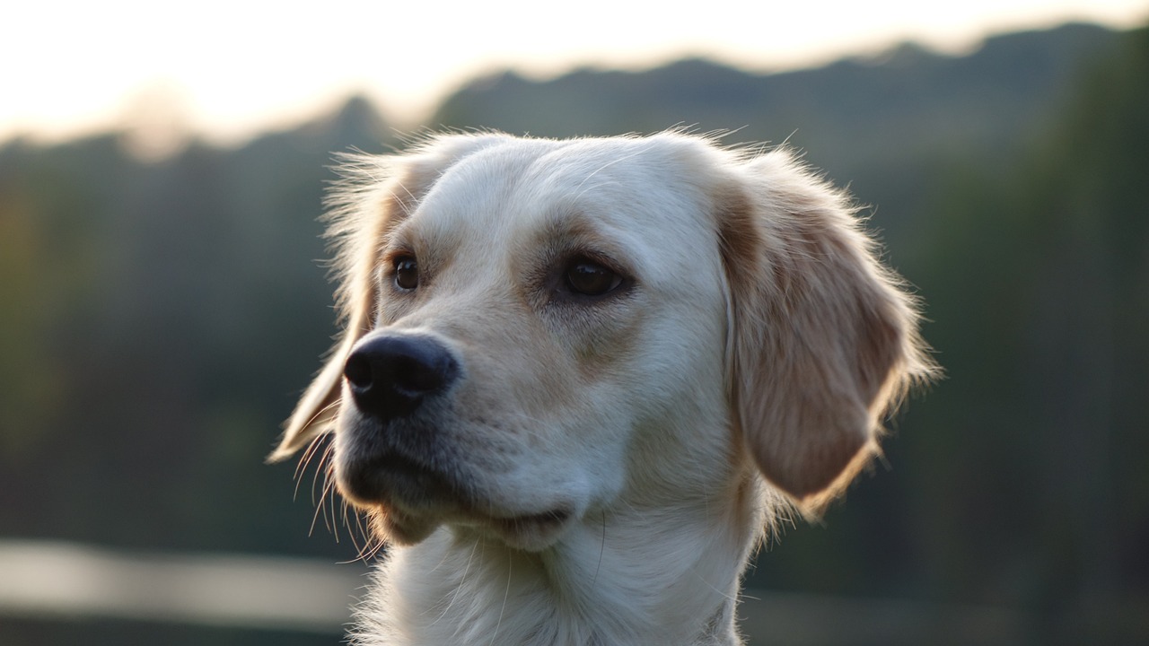 Why Curly-Coated Retrievers Are Unique